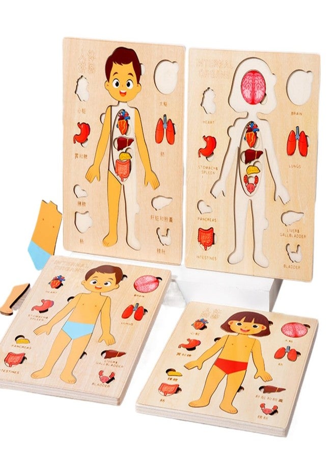 Gudong Montessori Jigsaw Puzzle of Human Structure Kids Human Learning Toy Anatomy Organ Model Anatomy Toy Children Human Organ Education Toys Human Organ Teaching Aids (Boy) - Image 2